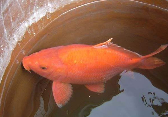 荷包紅鯉魚好吃嗎？荷包紅鯉魚怎么做好吃？