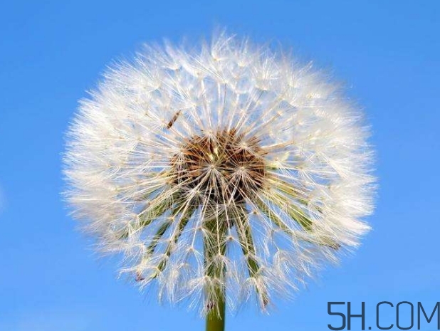 蒲公英能去胎毒嗎？吃什么可以去胎毒？