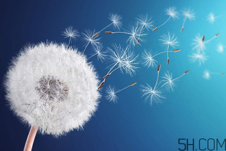 蒲公英能去胎毒嗎？吃什么可以去胎毒？