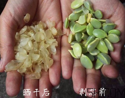 皂角米什么人不能吃？皂角米什么地方產(chǎn)的好？