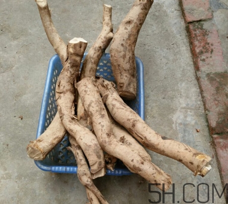 牛蒡是牛大力嗎？牛蒡和牛大力的區(qū)別