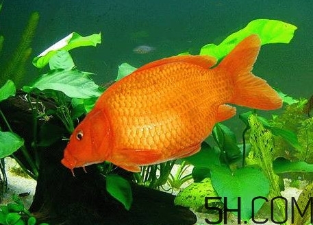 荷包紅鯉魚多少錢一斤？荷包紅鯉魚能吃嗎