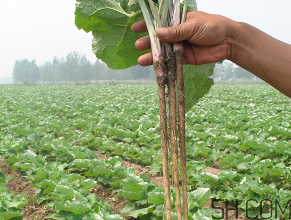 牛蒡要種多久才可以收割？女性喝牛蒡茶有什么好處