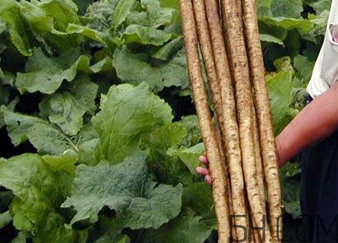 牛蒡要種多久才可以收割？女性喝牛蒡茶有什么好處