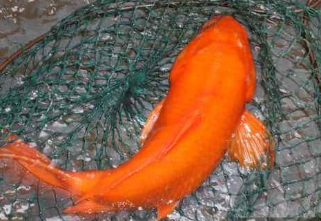 荷包紅鯉魚好吃嗎？荷包紅鯉魚怎么做好吃？