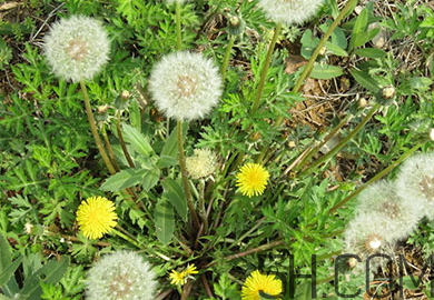 蒲公英能去胎毒嗎？吃什么可以去胎毒？