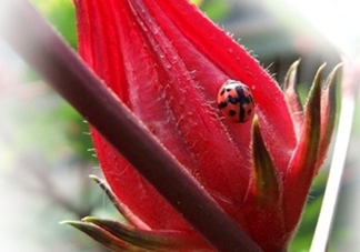 洛神果多少錢一盒？洛神果的價(jià)格