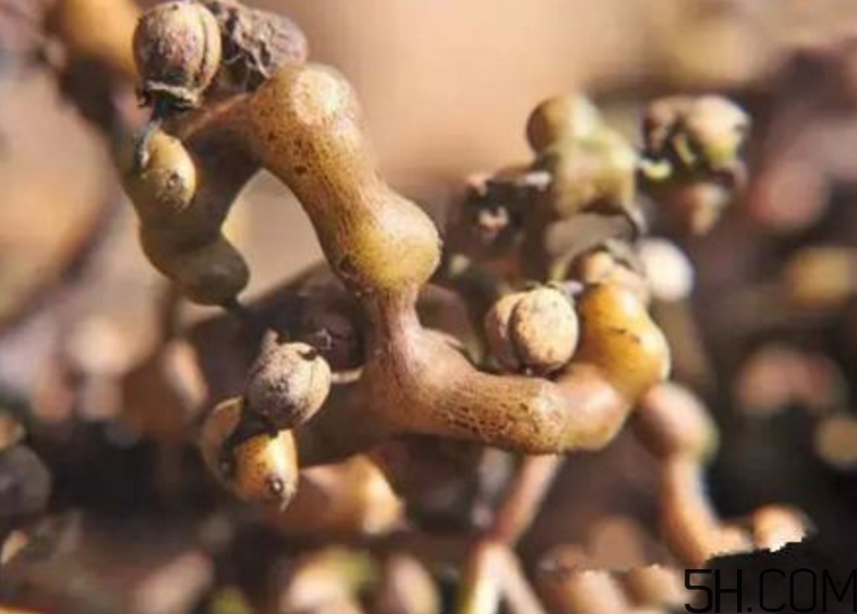 拐棗是什么？拐棗可以生吃嗎？