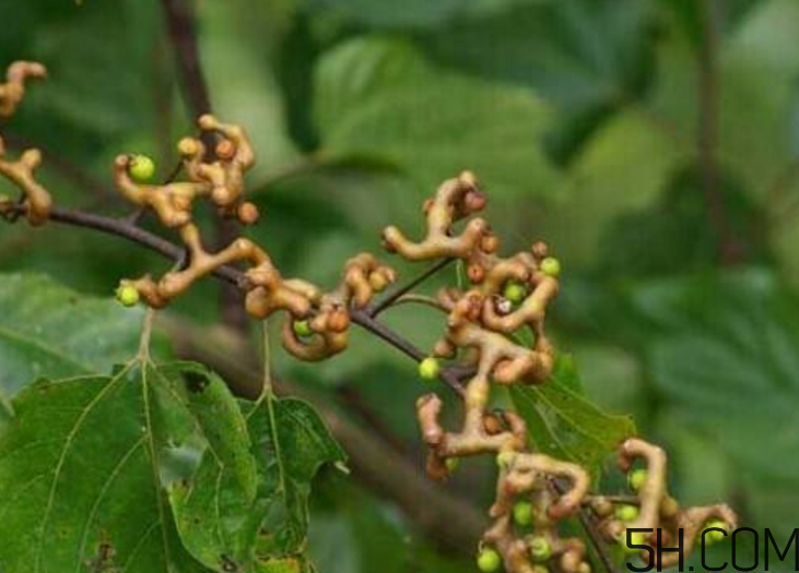 拐棗是什么？拐棗可以生吃嗎？