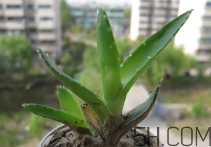 蘆薈泡酒可以喝嗎？蘆薈泡酒治什么?。?></center><p>好煙如命的倩女俊男們，為了健康可在嘴饞時(shí)飲用最好的替代品：蘆薈茶。蘆薈茶不僅有助于戒煙，而且促進(jìn)排便及新陳代謝。能排除體內(nèi)毒素，調(diào)節(jié)內(nèi)分泌，中和黑色素，提高膠原蛋白的合成機(jī)能;蘆薈中所含的蘋果酸、酒石酸及維生素B1、B2、B16，是使皮膚發(fā)光的主要原因;蘆薈是天然的保濕劑和收斂劑，可以使皮膚保持濕潤和彈性，有防止紫外線的作用。</p><p>可以將潰瘍的胃表面覆蓋，保護(hù)胃粘膜不受胃酸刺激，然后對(duì)細(xì)胞產(chǎn)生賦活作用，使?jié)儾糠种車鷱睦锩骈L出新的組織，可作為最好的緩瀉劑而受到人們的稱許，可以說蘆薈是治療便秘的特效藥。</p><p>蘆薈因可以通過擴(kuò)張毛細(xì)血管，促進(jìn)血液循環(huán)來提高心臟的機(jī)能。所含大量多糖體，可以去掉膽固醇，把硬化了的血管軟化。</p><p style=