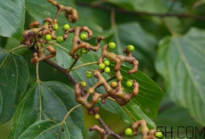 拐棗能泡酒嗎？拐棗能和蜂糖一起泡酒嗎？