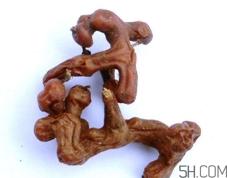 血藤跟拐棗可以一起泡酒嗎？拐棗可以和什么搭配泡酒？