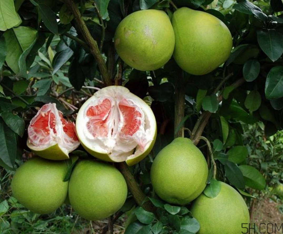 紅心柚子是熱性還是涼性？紅心柚子是染色的嗎？