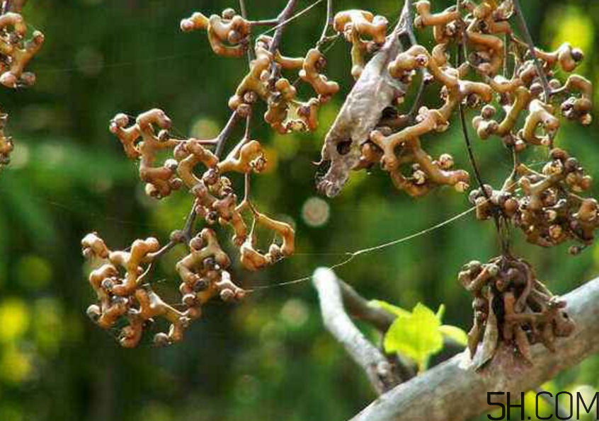 拐棗是什么？拐棗可以生吃嗎？