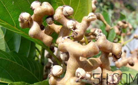 拐棗能夠治療風(fēng)濕嗎？拐棗的藥用價(jià)值有哪些？