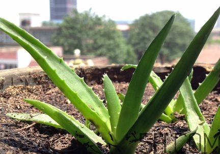 蘆薈泡酒可以喝嗎？蘆薈泡酒治什么??？