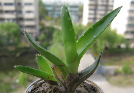 蘆薈泡酒治腳氣嗎？蘆薈泡酒有什么功效？