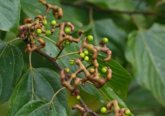 拐棗能泡酒嗎？拐棗能和蜂糖一起泡酒嗎？