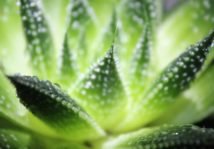 蘆薈泡酒治腳氣嗎？蘆薈泡酒有什么功效？