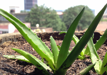 蘆薈泡酒治腳氣嗎？蘆薈泡酒有什么功效？