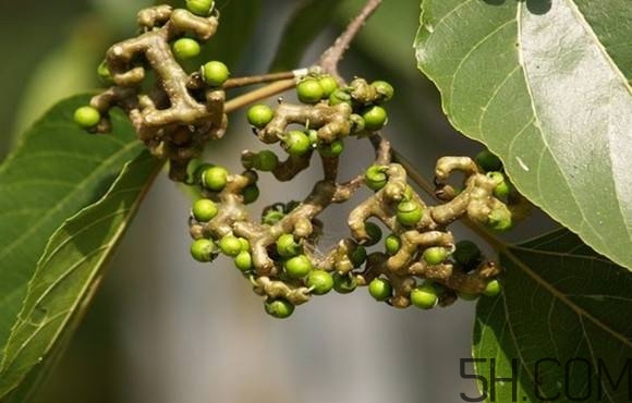 拐棗可以和枸杞一起泡酒嗎？拐棗和枸杞泡酒怎么做？