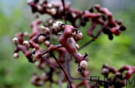 血藤跟拐棗可以一起泡酒嗎？拐棗可以和什么搭配泡酒？