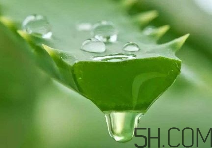 蘆薈泡酒可以喝嗎？蘆薈泡酒治什么??？