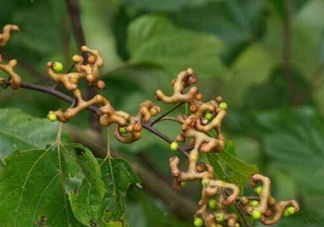 拐棗是什么？拐棗可以生吃嗎？