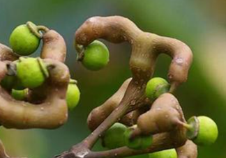 拐棗孕婦可以吃嗎？孕婦吃拐棗有什么好處？