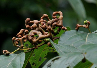 拐棗能夠治療風(fēng)濕嗎？拐棗的藥用價(jià)值有哪些？