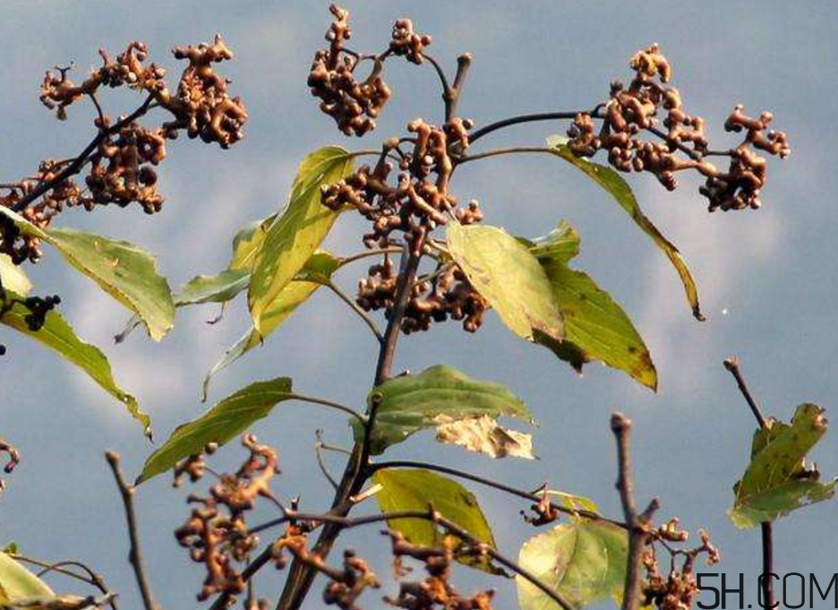 拐棗是什么？拐棗可以生吃嗎？