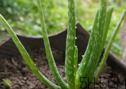 蘆薈泡酒可以喝嗎？蘆薈泡酒治什么病？