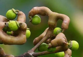 拐棗孕婦可以吃嗎？孕婦吃拐棗有什么好處？