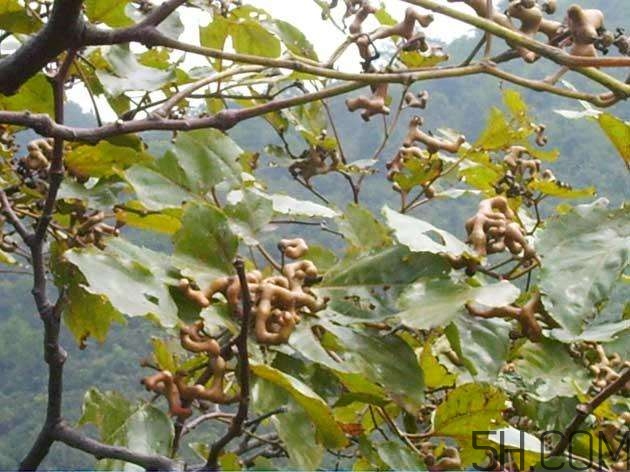 拐棗能夠治療風(fēng)濕嗎？拐棗的藥用價(jià)值有哪些？