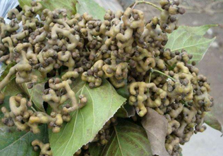 拐棗泡酒要去籽嗎？拐棗泡酒的副作用