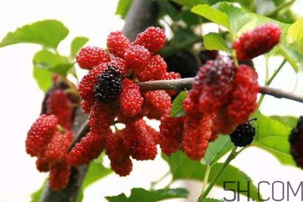 血藤跟拐棗可以一起泡酒嗎？拐棗可以和什么搭配泡酒？