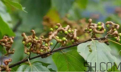 拐棗可以和枸杞一起泡酒嗎？拐棗和枸杞泡酒怎么做？