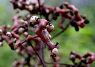 血藤跟拐棗可以一起泡酒嗎？拐棗可以和什么搭配泡酒？