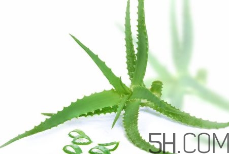 蘆薈泡酒可以喝嗎？蘆薈泡酒治什么??？