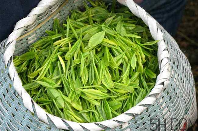 茶葉發(fā)霉是什么樣子？茶葉發(fā)霉怎么鑒別？