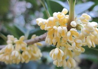 桂花可以放冰箱嗎？新鮮桂花可以放冰箱嗎？