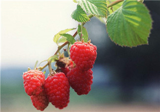 樹莓可以冷凍幾天？野草莓是樹莓嗎？