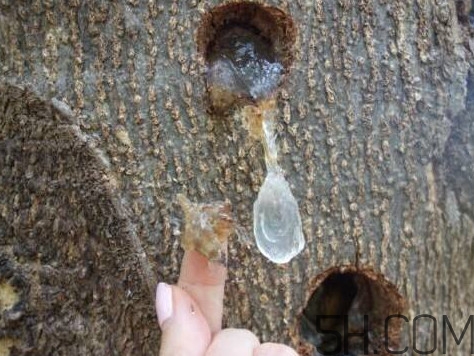 雪燕孕婦可以吃嗎？雪燕的價格多少錢一斤