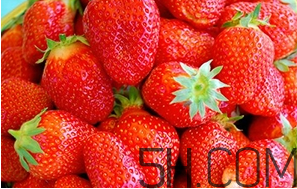 草莓都有哪些熱門品種？草莓怎么放不容易壞？