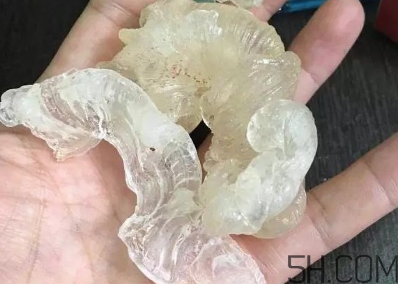 雪燕是燕窩嗎？雪燕是怎么形成的