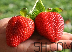 草莓都有哪些熱門品種？草莓怎么放不容易壞？