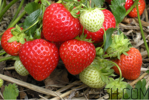 草莓怎么洗不會爛掉？草莓農(nóng)藥殘留為什么多？