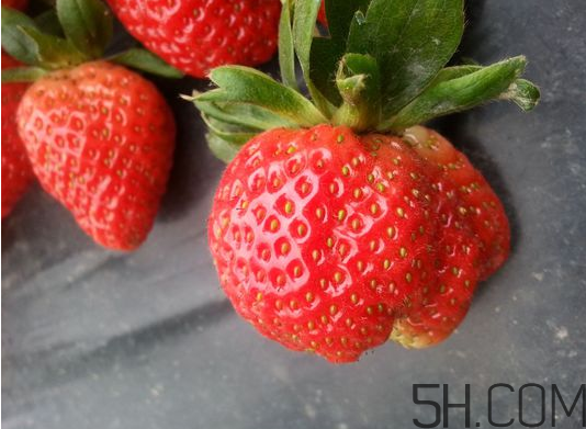 奶油草莓是不是轉(zhuǎn)基因？激素草莓的危害有哪些？