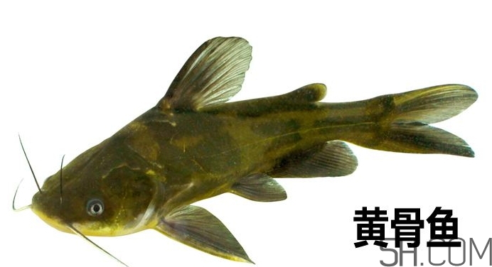 黃骨魚是發(fā)物嗎？黃骨魚是什么魚？