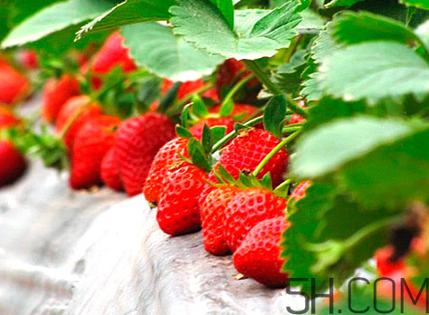 奶油草莓和巧克力草莓哪個(gè)更好吃？奶油草莓的區(qū)分